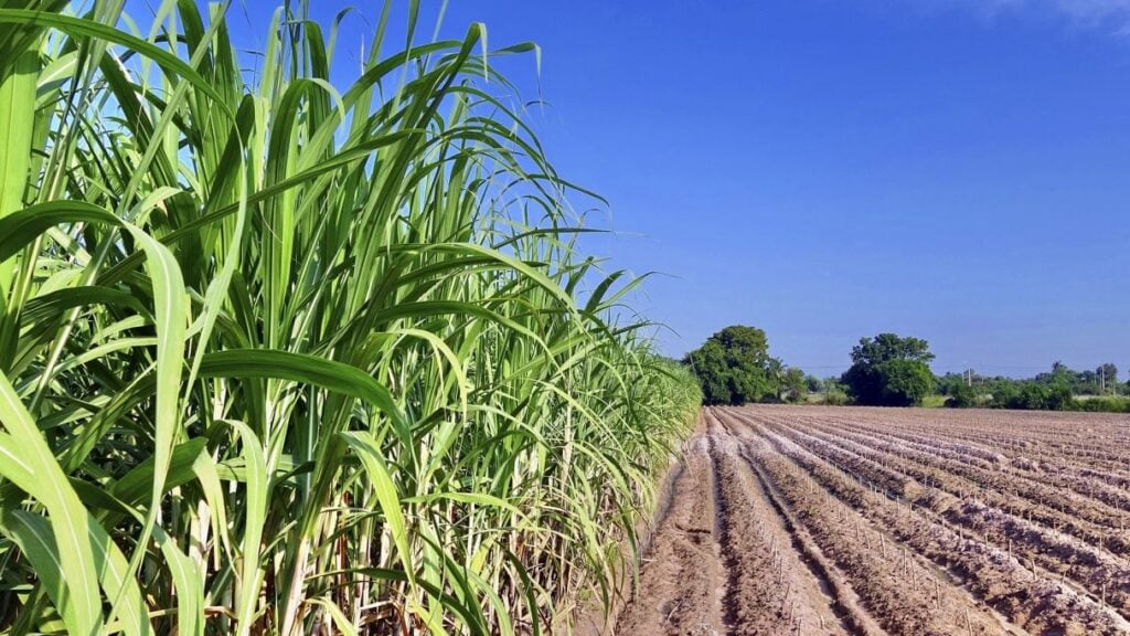 Imagem Ilustrando a Notícia: Goiás lidera cultivo de cana-de-açúcar e produção de etanol no Brasil