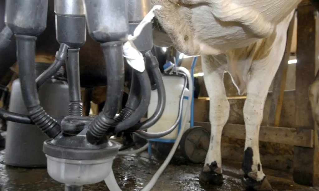 Imagem Ilustrando a Notícia: Exportações de lácteos em Goiás têm aumento de 74,5% de janeiro a abril