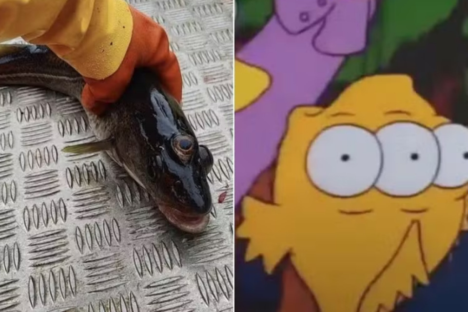 Imagem Ilustrando a Notícia: Peixe de três olhos é encontrado na Groenlândia; Simpsons acertam novamente