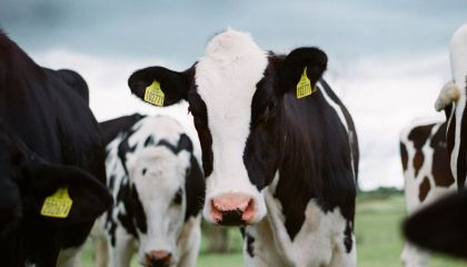 Imagem Ilustrando a Notícia: Dinamarca irá tributar emissão de gases por vacas e porcos