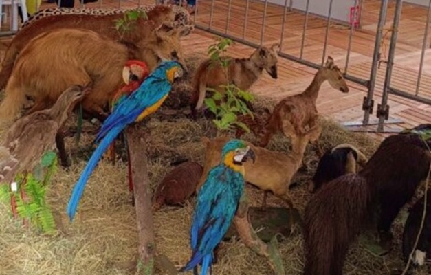 Imagem Ilustrando a Notícia: Exposição de animais empalhados chega a Goiânia