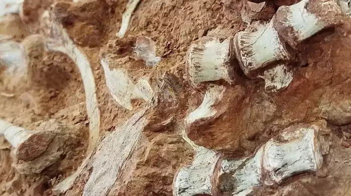 Imagem Ilustrando a Notícia: Fóssil de Dinossauro de 233 milhões de anos surge após chuvas no Rio Grande do Sul