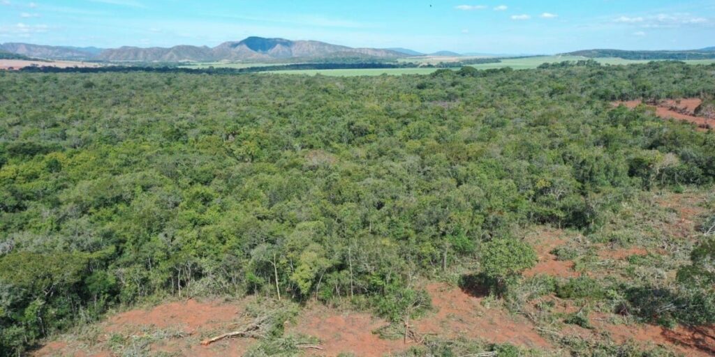 Imagem Ilustrando a Notícia: Desmatamento em Goiás tem queda de 59% no ano de 2024