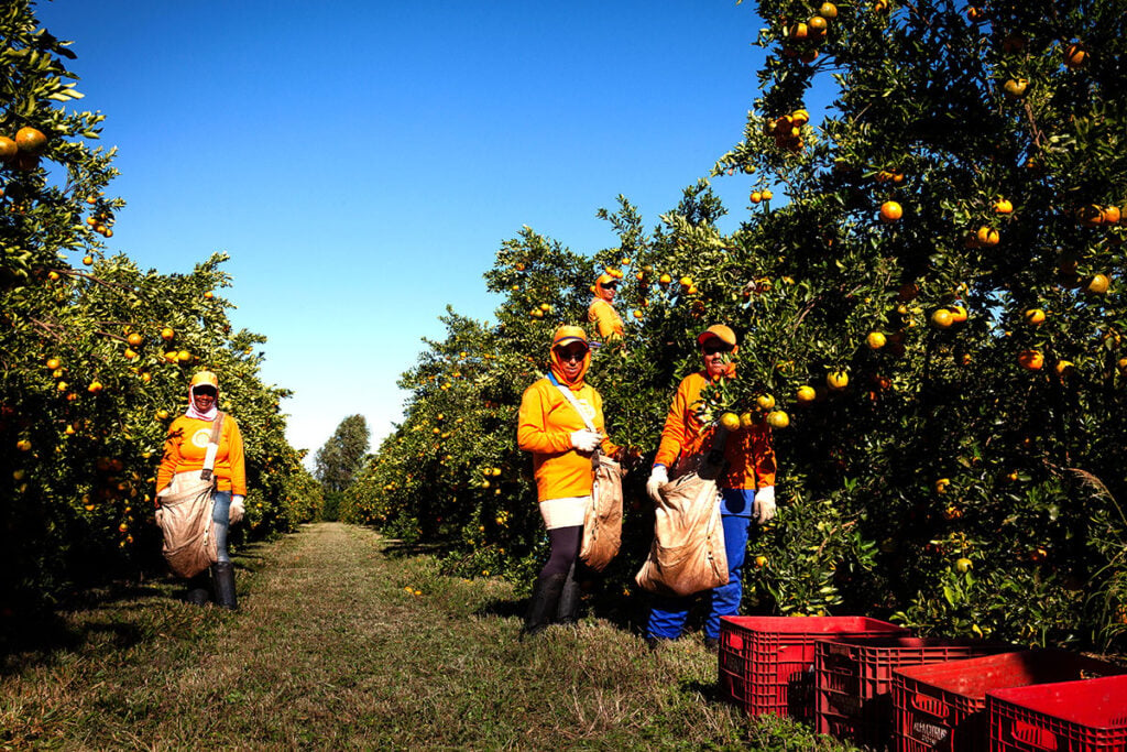 Imagem Ilustrando a Notícia: Condições climáticas facilitam produção de laranja em Goiás