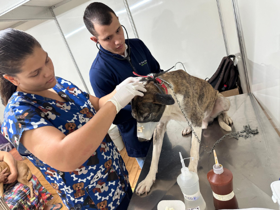 Imagem Ilustrando a Notícia: Prefeitura de Goiânia realiza mutirão com consultas veterinárias para cães e gatos