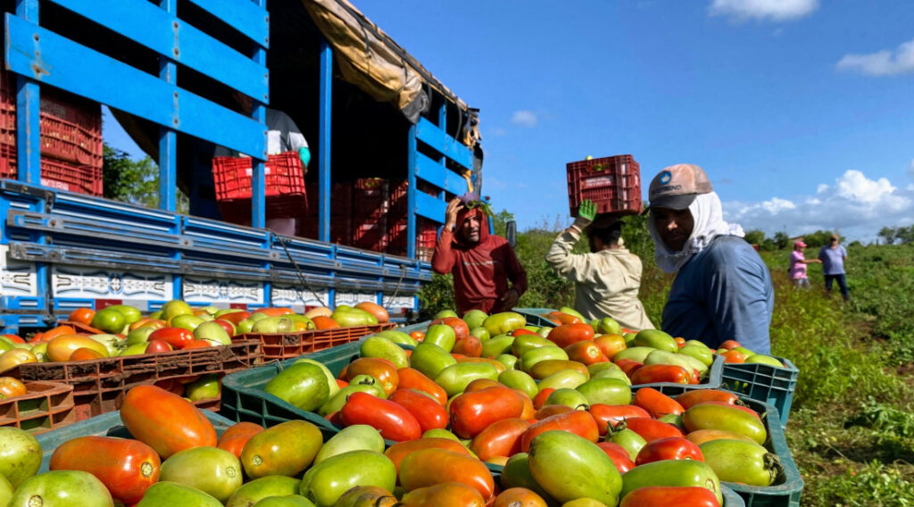 Imagem Ilustrando a Notícia: Produção goiana de tomate deve crescer 36,6% na safra atual