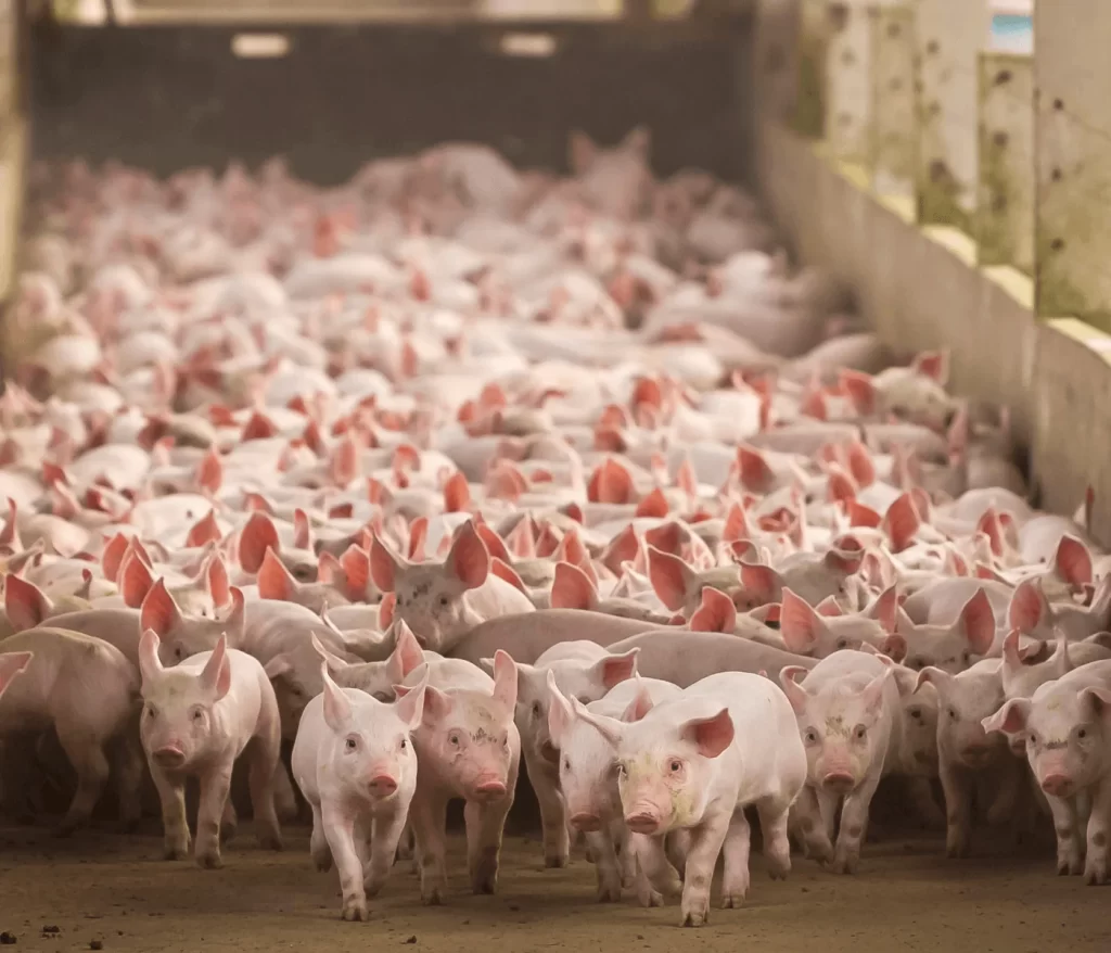 Imagem Ilustrando a Notícia: Mercado de suínos registra valorização e desafia produtores goianos