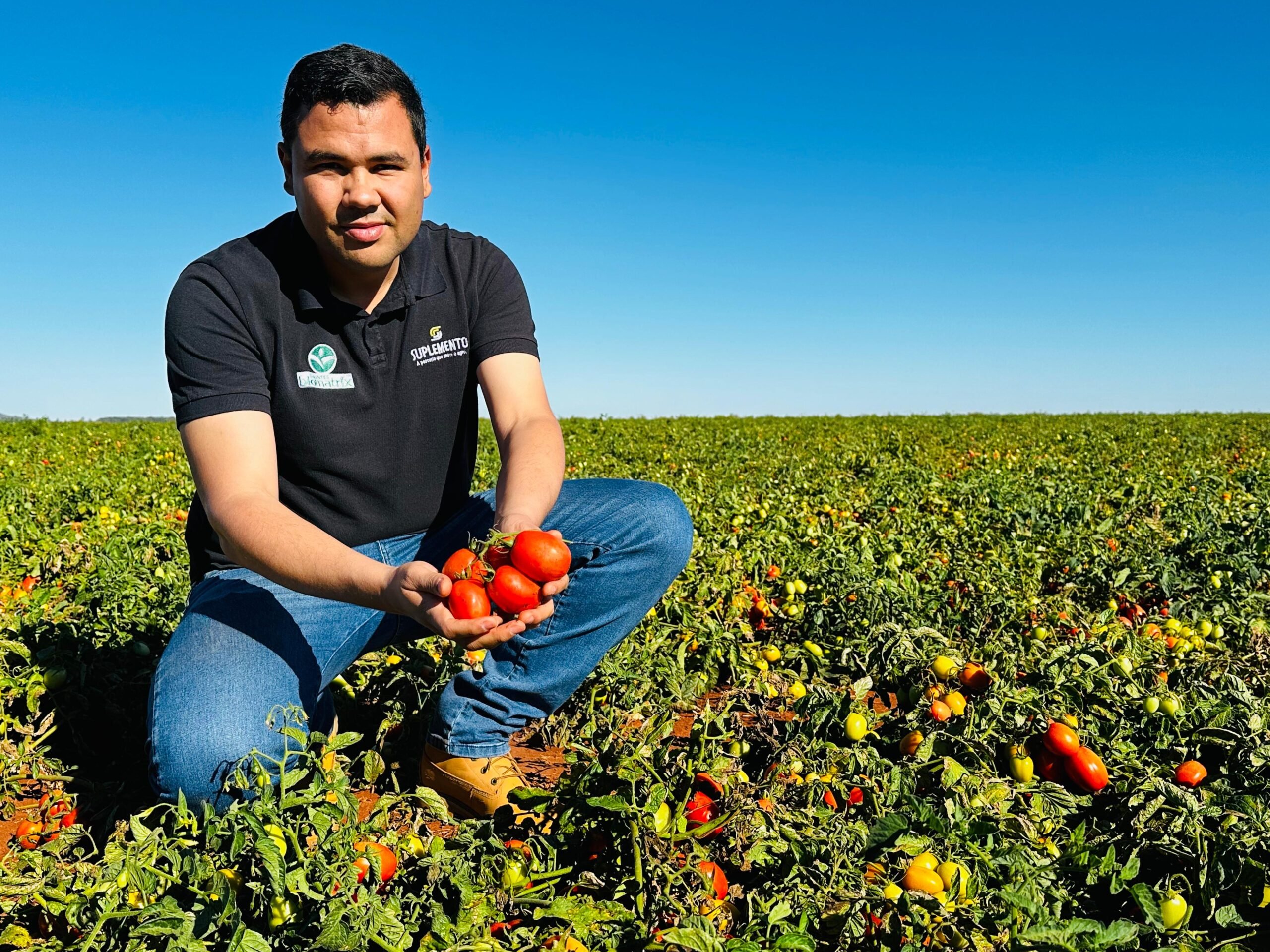 Imagem Ilustrando a Notícia: Estado lidera produção de tomate com crescimento de 36,6% na safra de 2024