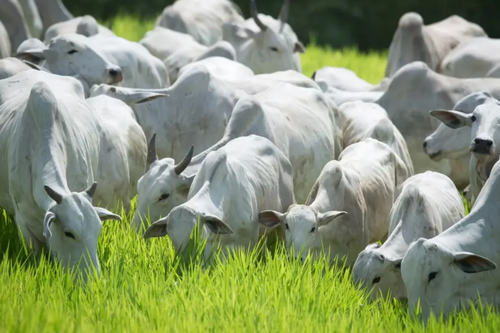 Imagem Ilustrando a Notícia: Receita Federal investiga sonegação fiscal na venda de gado 
