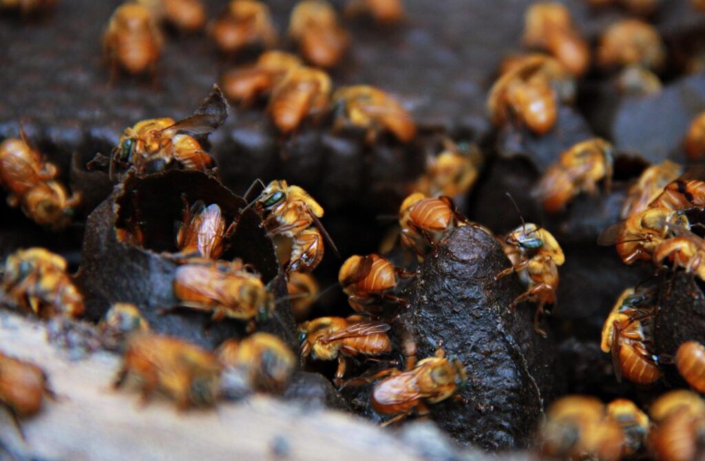 Imagem Ilustrando a Notícia: Agrodefesa incentiva apicultores de Goiás a regularizar cadastro