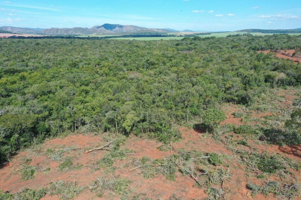 Imagem Ilustrando a Notícia: Desmatamento cai 59% em Goiás no primeiro semestre deste ano