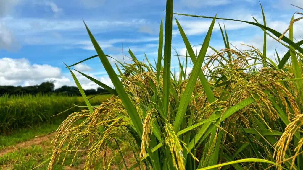Imagem Ilustrando a Notícia: Área plantada de arroz deve crescer mais de 23% em Goiás