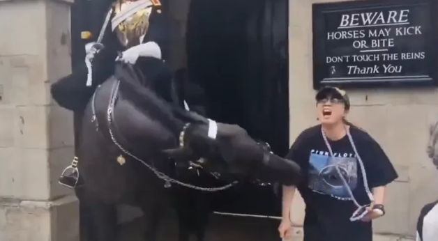 Imagem Ilustrando a Notícia: Turista desmaia após ser mordida por cavalo da realeza britânica