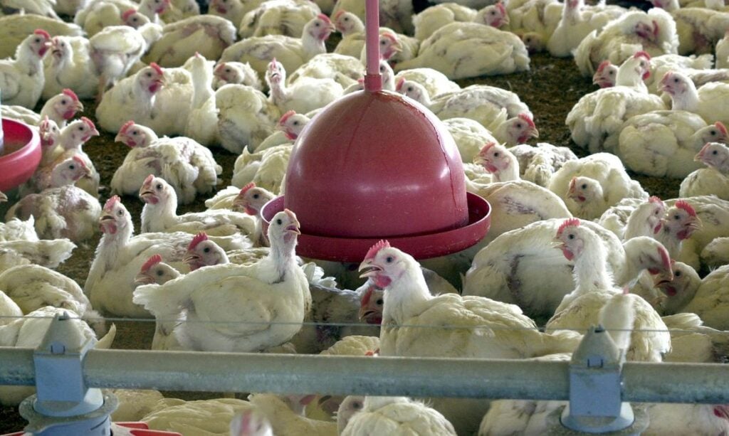 Imagem Ilustrando a Notícia: Ministério da Agricultura suspende exportações de carne de aves