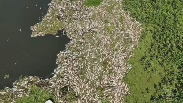Imagem Ilustrando a Notícia: Vídeo mostra toneladas de peixes mortos em Rio Piracicaba