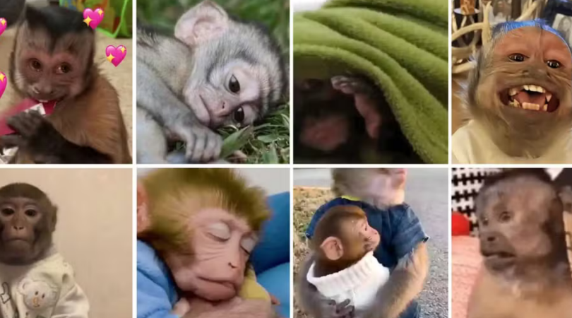 Imagem Ilustrando a Notícia: Memes de macacos são gerados por tortura e sofrimento aos animais