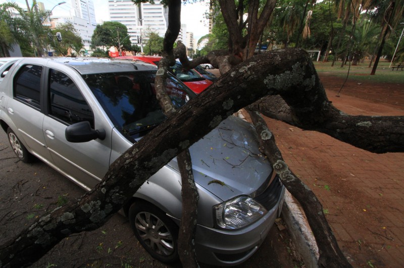 Imagem Ilustrando a Notícia: Mil árvores caíram  neste ano em Goiânia