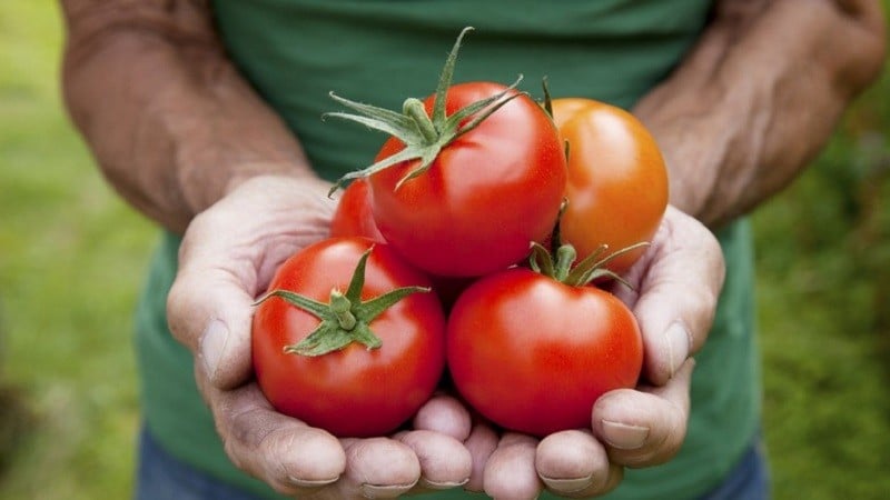 Imagem Ilustrando a Notícia: Goiânia recebe maior evento de tomate industrial da América
