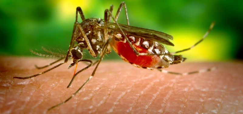 Imagem Ilustrando a Notícia: Mais de 1,1 mil cidades estão em alerta para dengue, zika e chikungunya