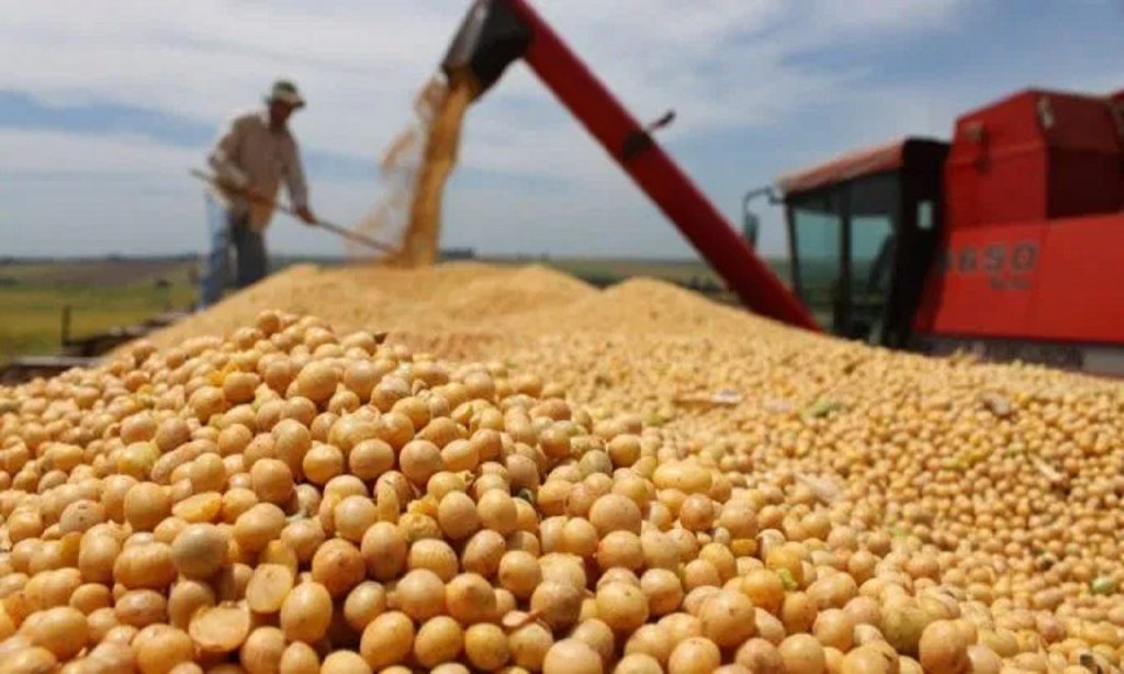 Imagem Ilustrando a Notícia: Com produção recorde em 2022, Rio Verde torna-se o segundo maior produtor de soja do país, aponta IBGE