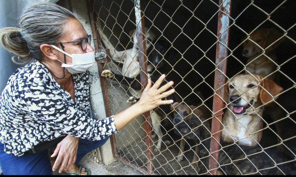 Imagem Ilustrando a Notícia: Cresce casos de maus-tratos a animais durante pandemia da Covid-19 em Goiás