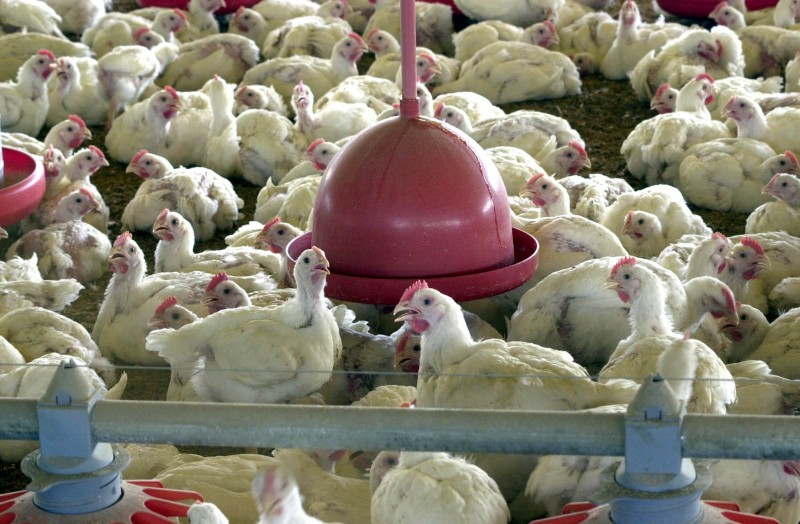 Imagem Ilustrando a Notícia: México tem interesse em material avícola goiano