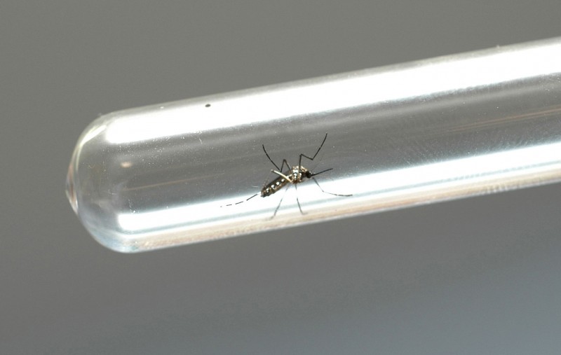 Imagem Ilustrando a Notícia: Vacina contra dengue só na rede particular
