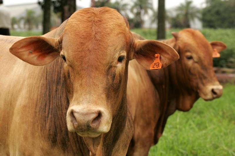 Imagem Ilustrando a Notícia: Brasil precisa melhorar qualidade da carne para não perder mercado, diz empresa