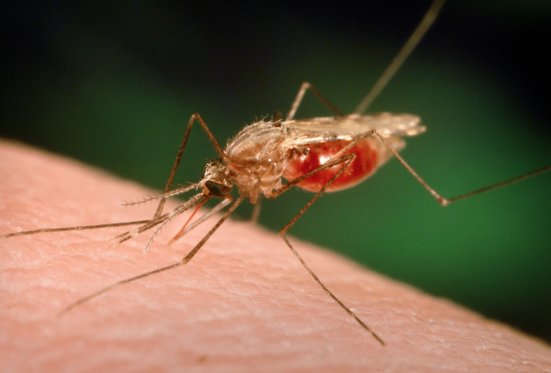 Imagem Ilustrando a Notícia: Casos de malária aumentaram 48%