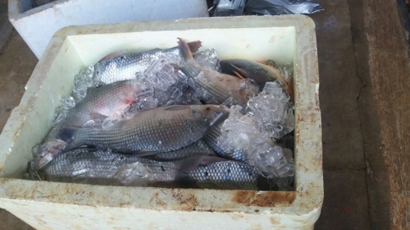 Imagem Ilustrando a Notícia: Polícia apreende 50 kg de peixe provenientes da pesca predatória