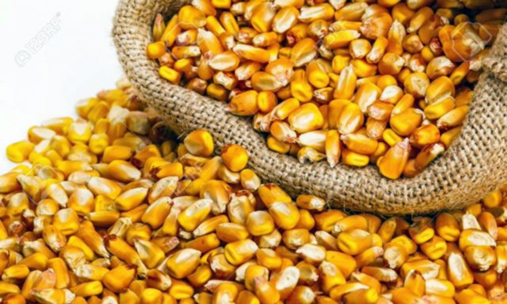 Imagem Ilustrando a Notícia: Produtores rurais recebem cerca de 30 toneladas de sementes