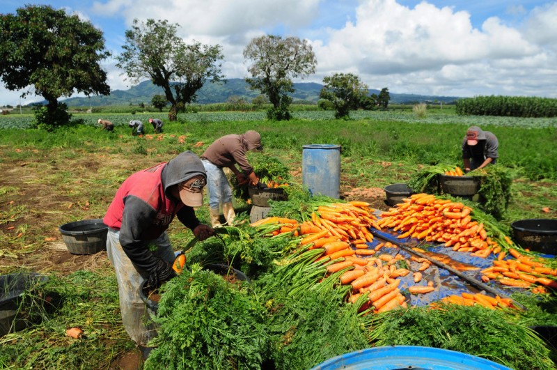 Imagem Ilustrando a Notícia: Emprego entre jovens rurais latino melhora