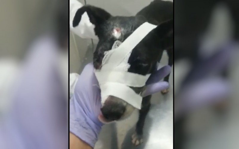 Imagem Ilustrando a Notícia: Associação faz campanha para tratamento de cadela baleada na cabeça