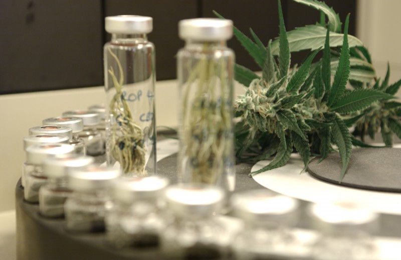 Imagem Ilustrando a Notícia: Primeiro medicamento feito à base de cannabis chega ao Brasil