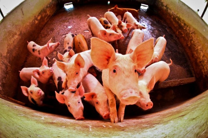 Imagem Ilustrando a Notícia: Abate de suínos e produção de ovos têm recordes no 3º trimestre, diz IBGE