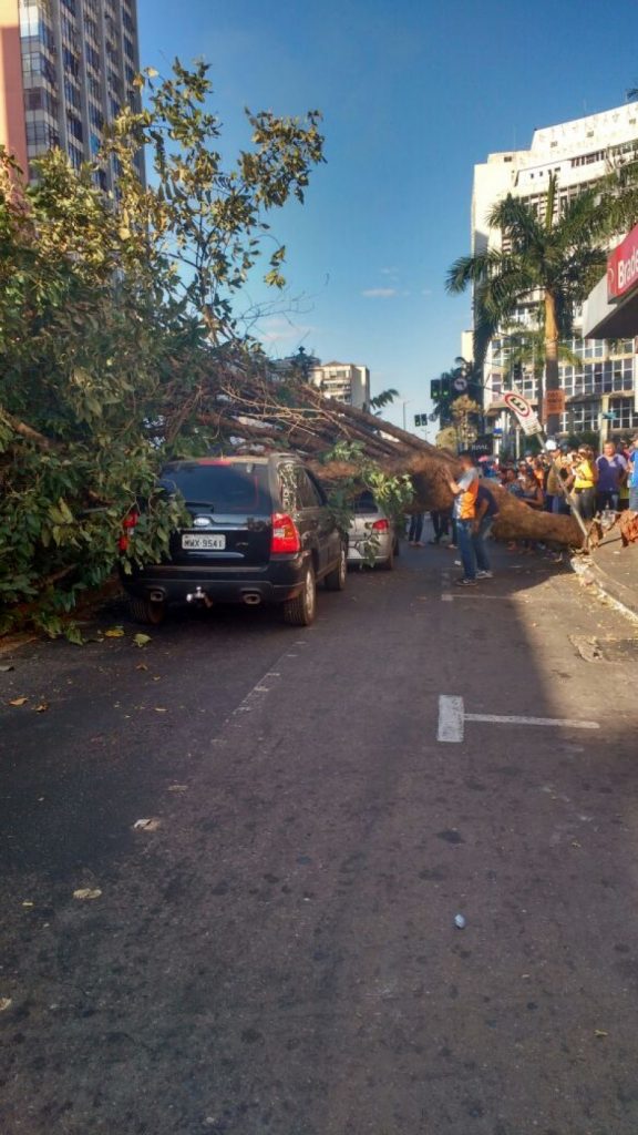 Imagem Ilustrando a Notícia: Árvore cai e prejudica trânsito em vias importantes da capital