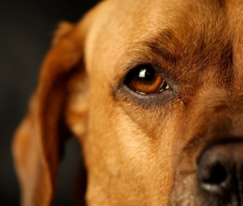 Imagem Ilustrando a Notícia: Os cães também podem sofrer com conjuntivite