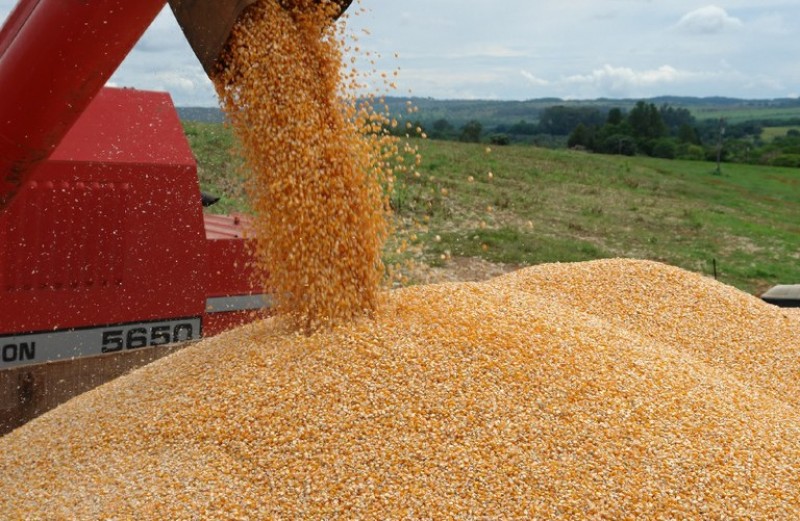 Imagem Ilustrando a Notícia: Safra de grãos chega a 228 milhões de toneladas com crescimento de área