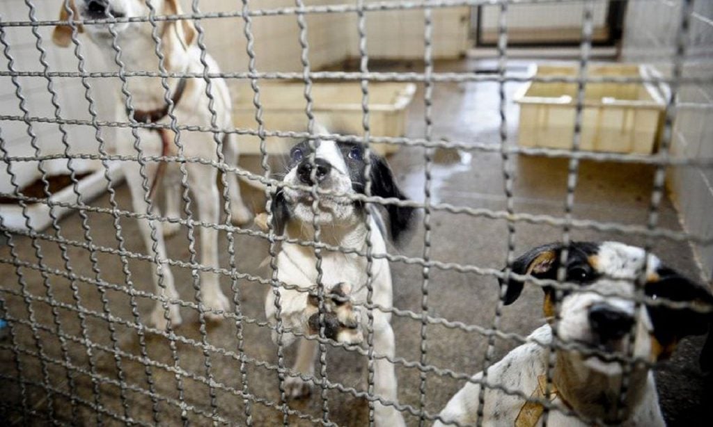 Imagem Ilustrando a Notícia: Adoção e abandono de animais domésticos aumentam durante a pandemia