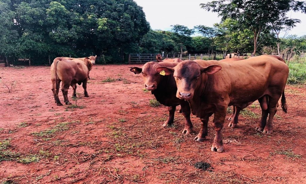 Imagem Ilustrando a Notícia: PM prende três suspeitos de furto e recupera gado na Grande Goiânia