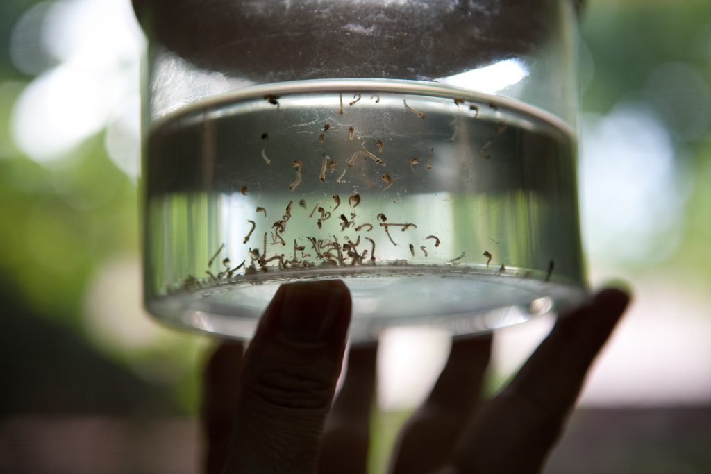 Imagem Ilustrando a Notícia: Saúde alerta sobre aumento da proliferação do Aedes Aegypti