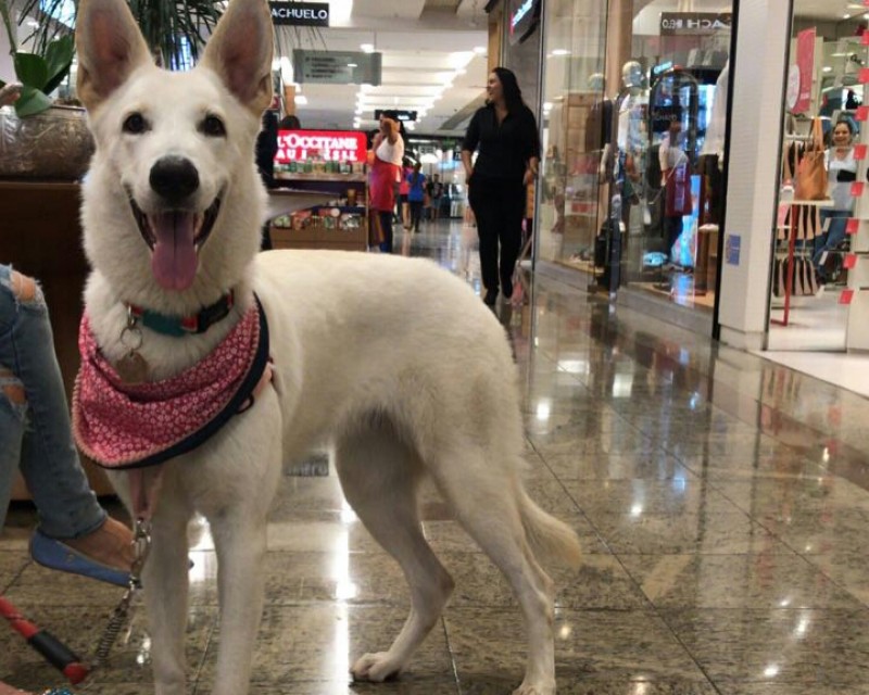 Imagem Ilustrando a Notícia: Pets podem andar em shopping sem ser no colo de donos em Goiânia