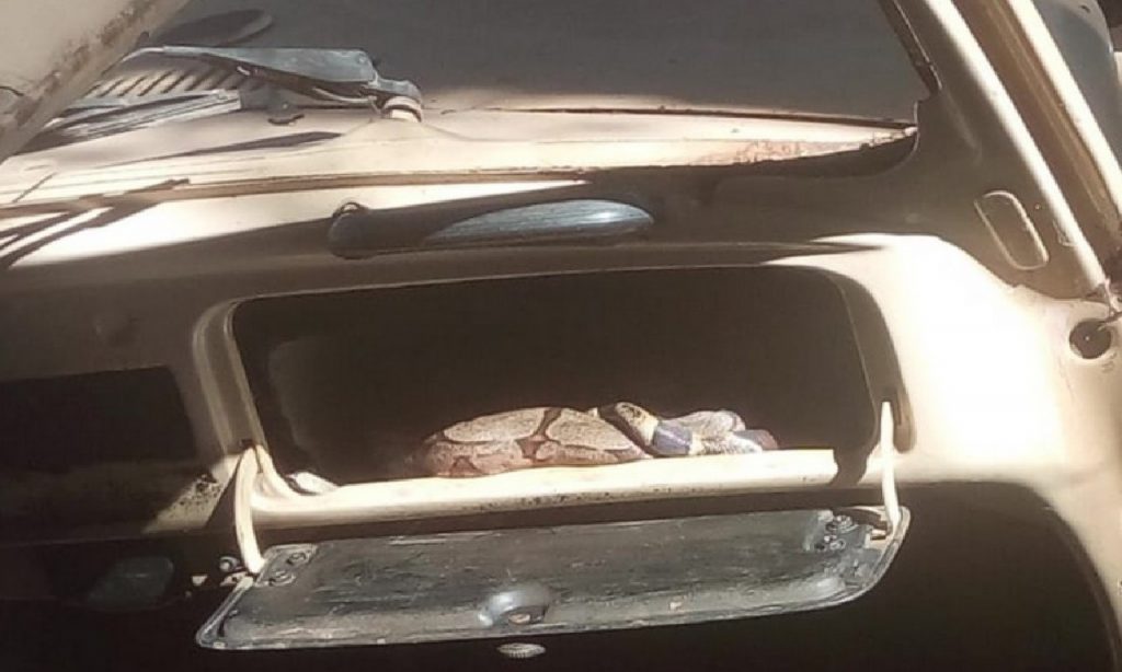 Imagem Ilustrando a Notícia: Cobra é encontrada dentro de porta-luvas de carro abandonado, em Goianésia