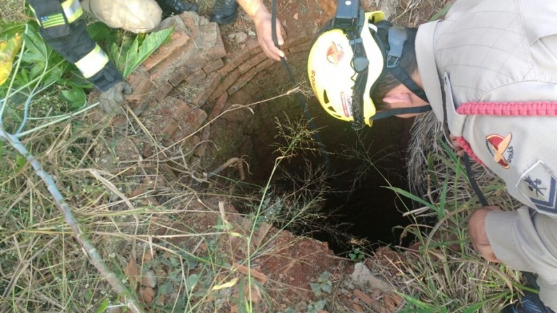 Imagem Ilustrando a Notícia: Cães são resgatados após caírem em cisterna, em Itumbiara