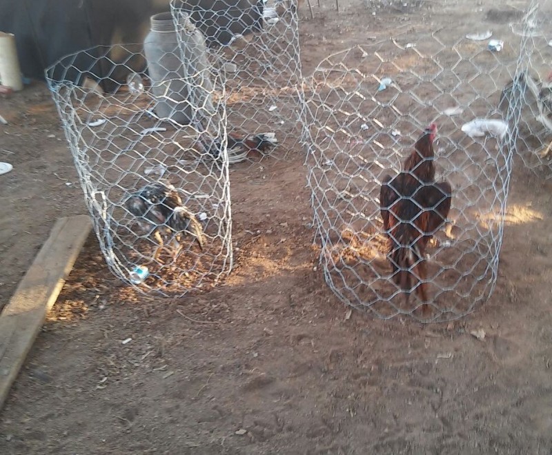 Imagem Ilustrando a Notícia: Polícia fecha local utilizado para prática de rinha de galo, em Mozarlândia