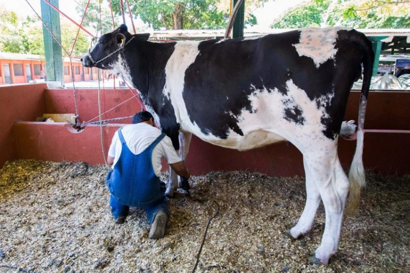 Imagem Ilustrando a Notícia: Ministério da Agricultura proíbe leite em pó importado na produção leiteira