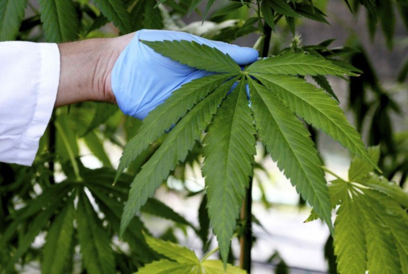 Imagem Ilustrando a Notícia: Portugal vai discutir legalização da cannabis para fins medicinais