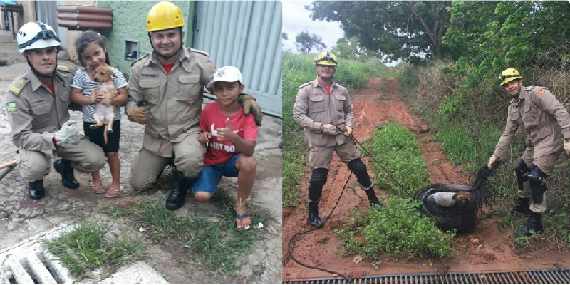 Imagem Ilustrando a Notícia: Corpo de Bombeiros faz resgates de dois animais em Goiás