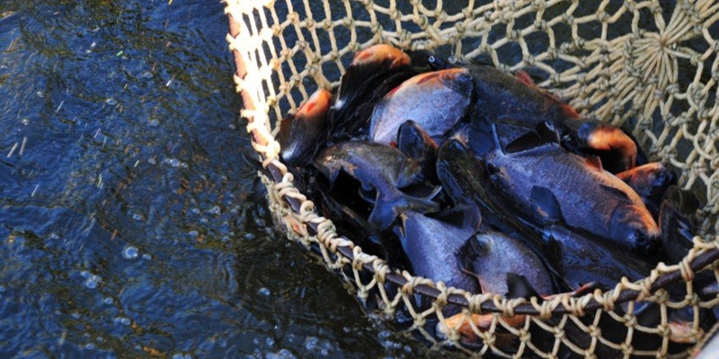 Imagem Ilustrando a Notícia: Proposta prevê proibição de pesca noturna em lagos e reservatório