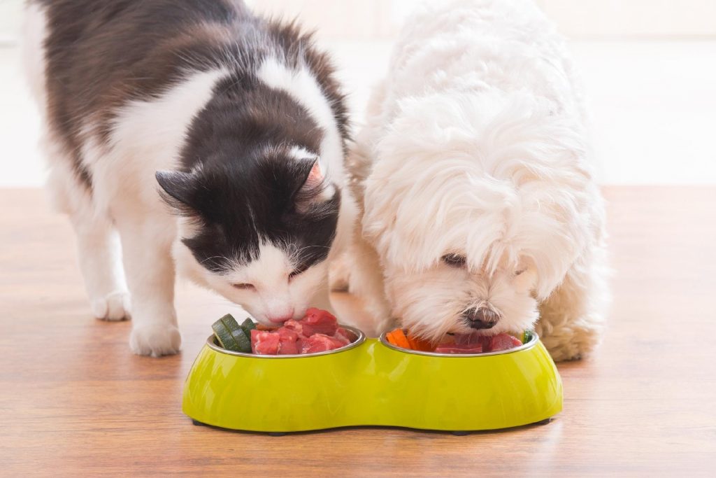 Imagem Ilustrando a Notícia: Atenção à proteína na alimentação dos pets